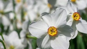 Żonkile i narcyzy. Narcyz biały