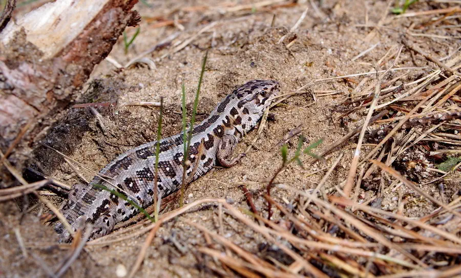 Jaszczurka z Borów Tucholskich