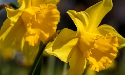 Żonkile i narcyzy informacje, mity i ciekawostki