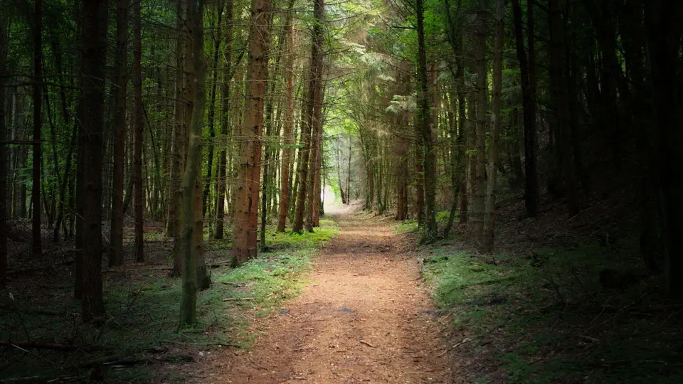 Dolina Rzeki Kulawy w Borach Tucholskich. Ścieżka przez las.