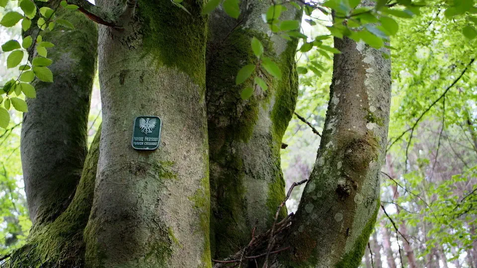 Dolina Rzeki Kulawy w Borach Tucholskich. Pomnik przyrody.