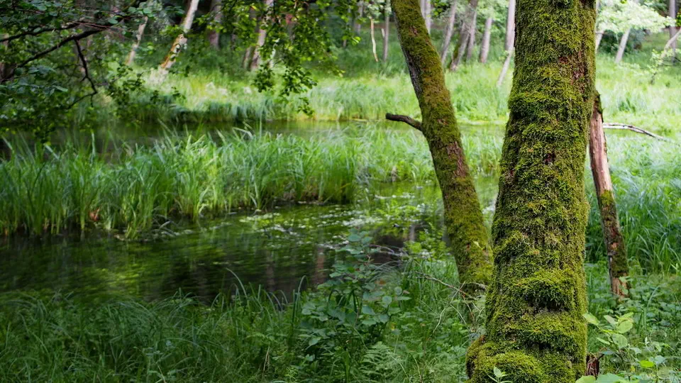 Dolina Rzeki Kulawy w Borach Tucholskich.