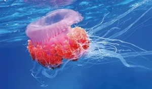 Meduzy morskie stworzenia. Galaretowata meduza