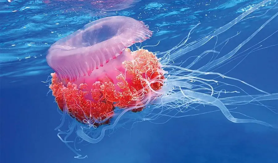 Galaretowata meduza