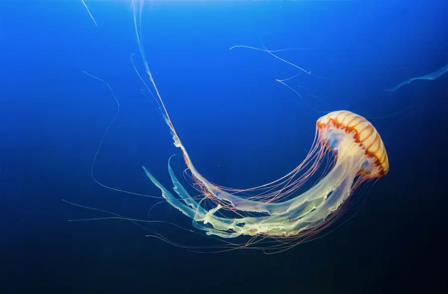 Meduza w oceanie