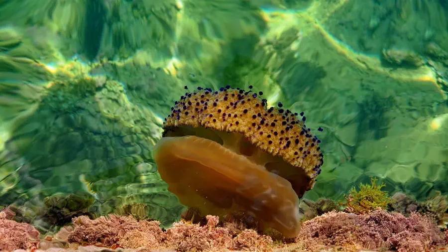 Meduza w krystalicznie czystej wodzie nieopodal Malty - tapeta