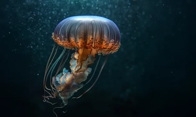 Meduzy stworzenia z głębin oceanu informacje, ciekawostki