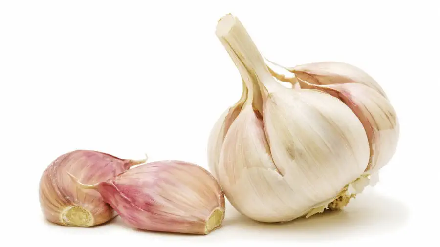 Ząbek i główka czosnku