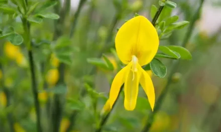 Woziwoda leśne atrakcje ukryte w sercu Borów Tucholskich