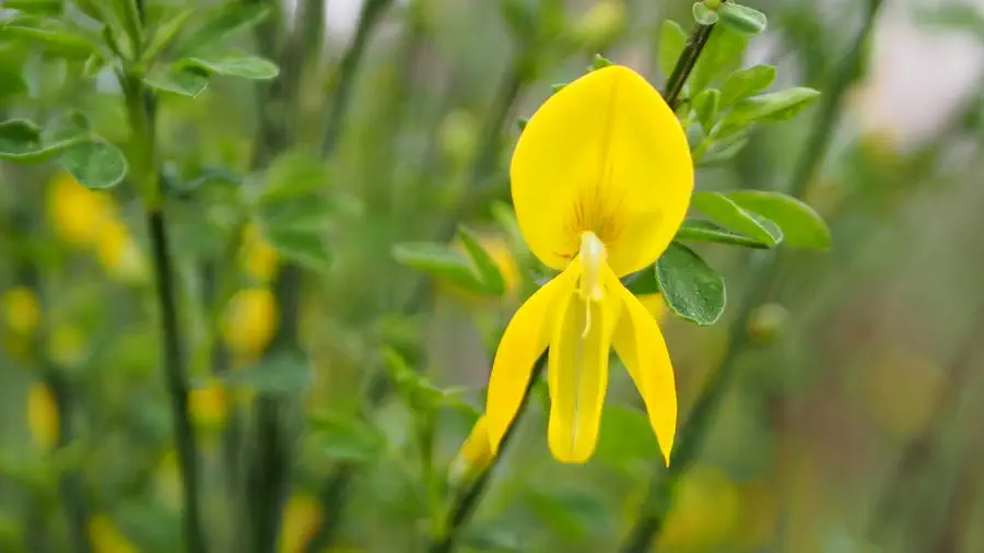 Woziwoda leśne atrakcje ukryte w sercu Borów Tucholskich