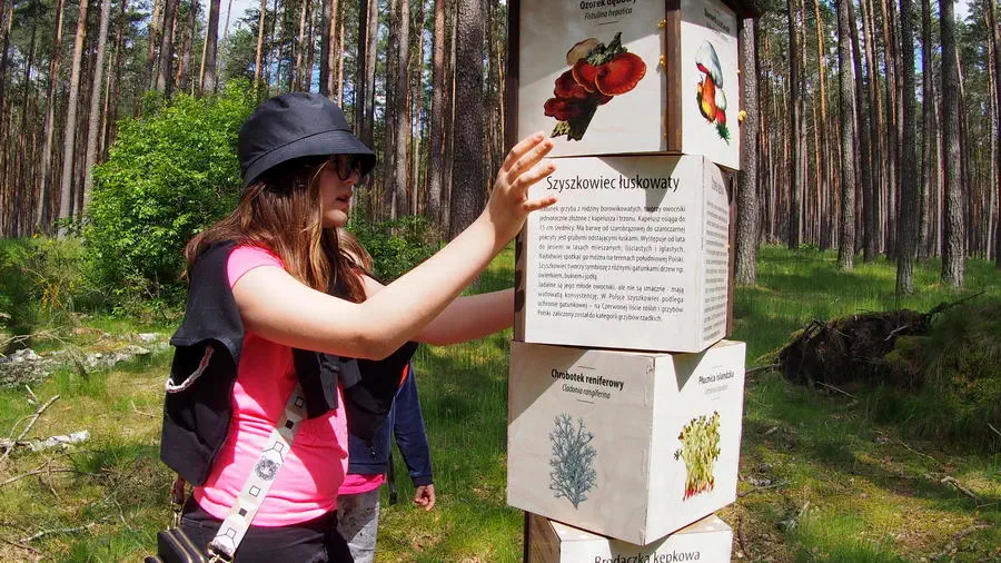 Ścieżka dydaktyczna Woziwoda w Borach Tucholskich