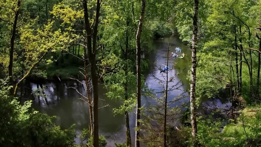 Woziwoda w Borach Tucholskich