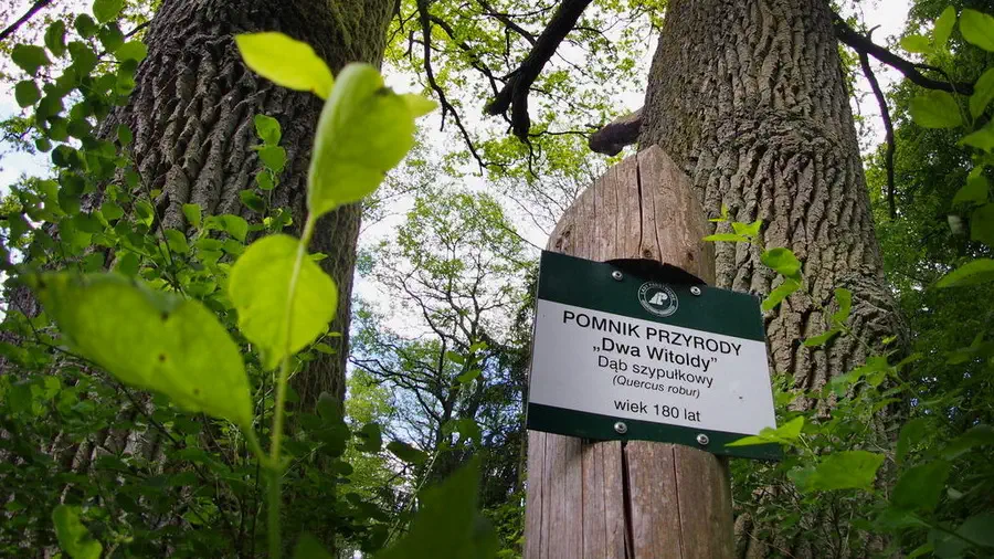 Dąb szypułkowy Dwa Witoldy w Borach Tucholskich