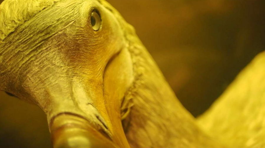 Wypchany ptak dodo z muzeum w Bristolu