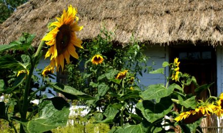 Od Ziarenka do Bochenka – Długa droga od wysiewu aż po wypiek chleba