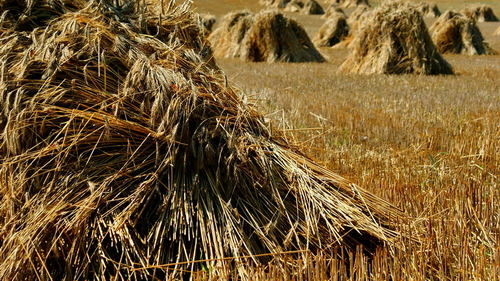 Snopek siana ze skansenu w Tokarni