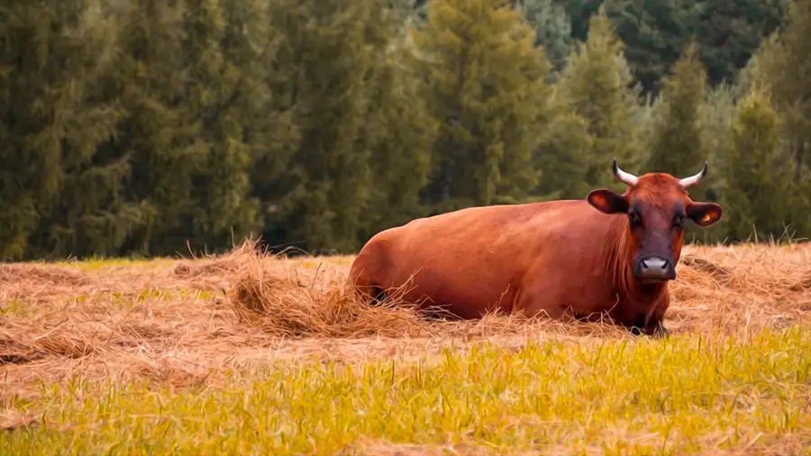 Wieża widokowa Biały Słup na Białej Górze
