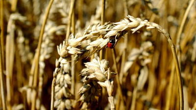Pszenica to jedno ze zbóż