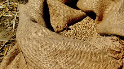 Żyto to jedno ze zbóż