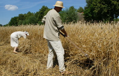 Rolnik koszący zboże kosą