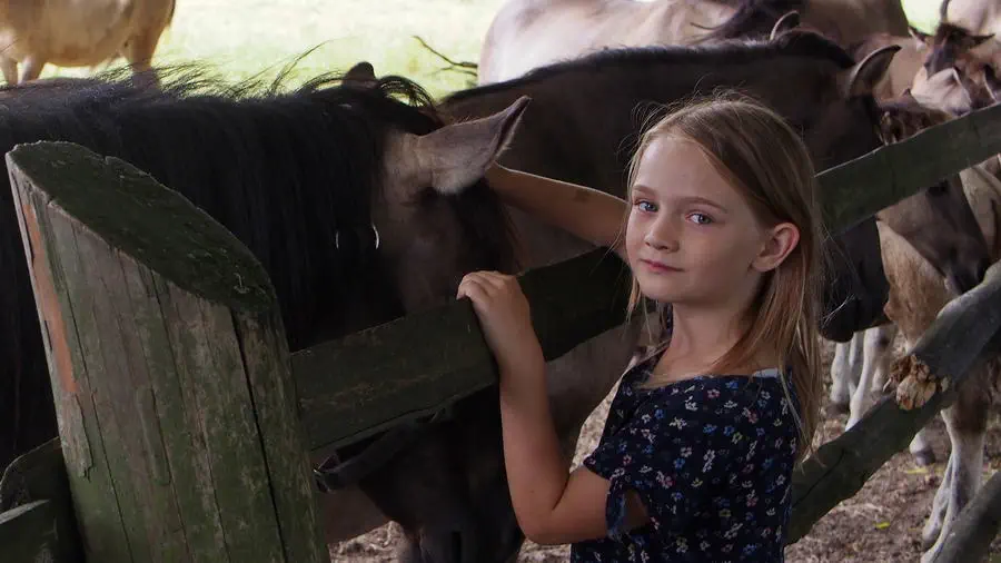 Koniki Polskie z Roztocza.