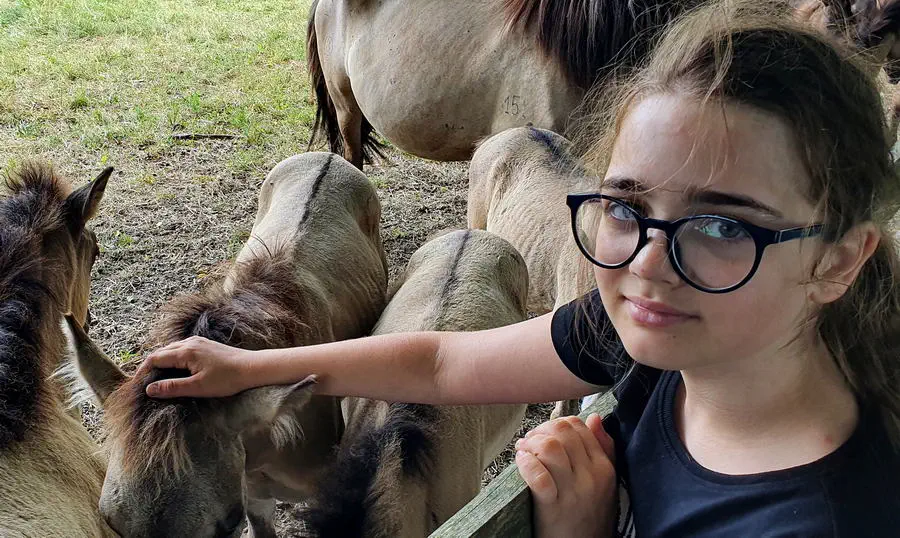 Koniki Polskie z Roztocza.