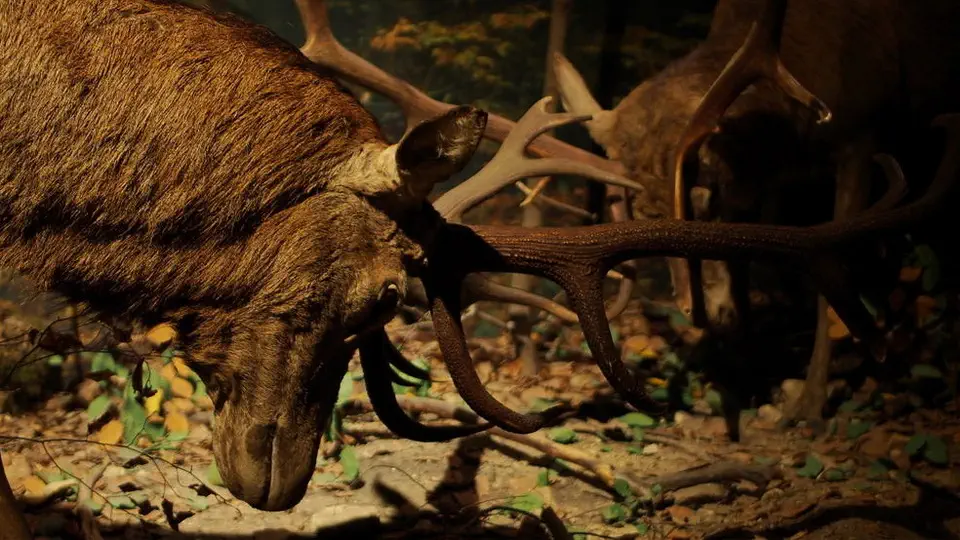 Roztoczański Park Narodowy.