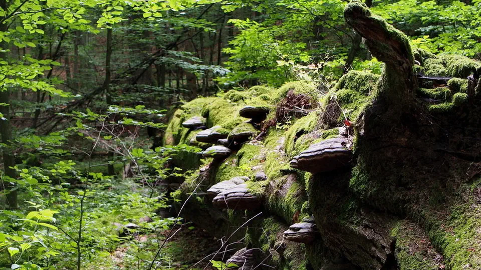 Roztoczański Park Narodowy.