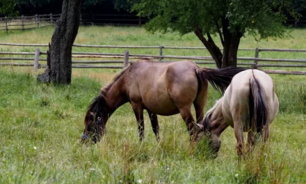 Koniki Polskie we Floriance niezwykła roztoczańska hodowla