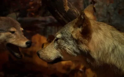 Roztoczański Park Narodowy szlaki, muzeum, atrakcje i ciekawostki