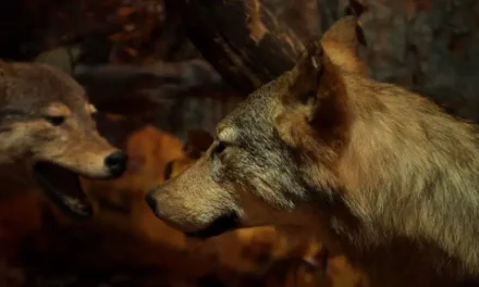 Roztoczański Park Narodowy szlaki, muzeum, atrakcje i ciekawostki