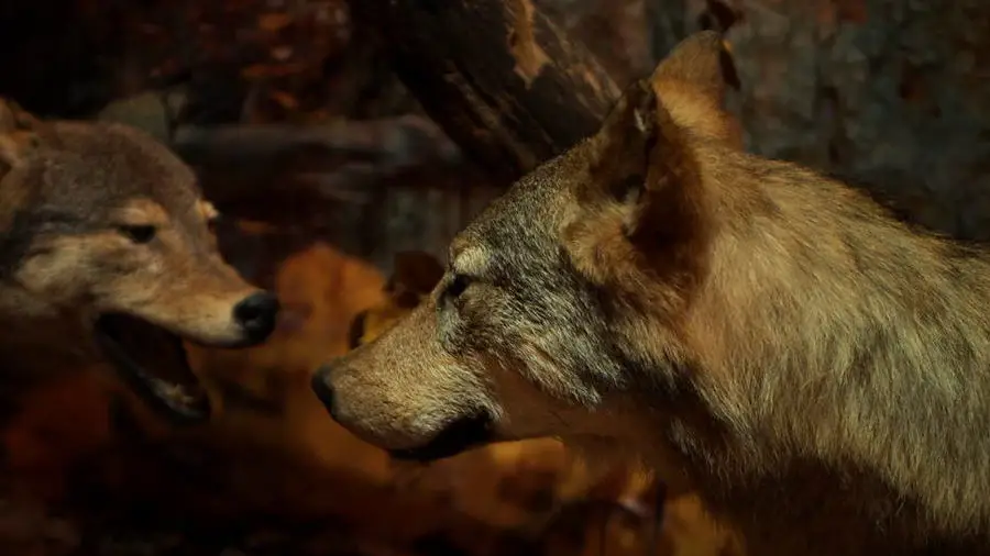 Roztoczański Park Narodowy szlaki, muzeum, atrakcje i ciekawostki