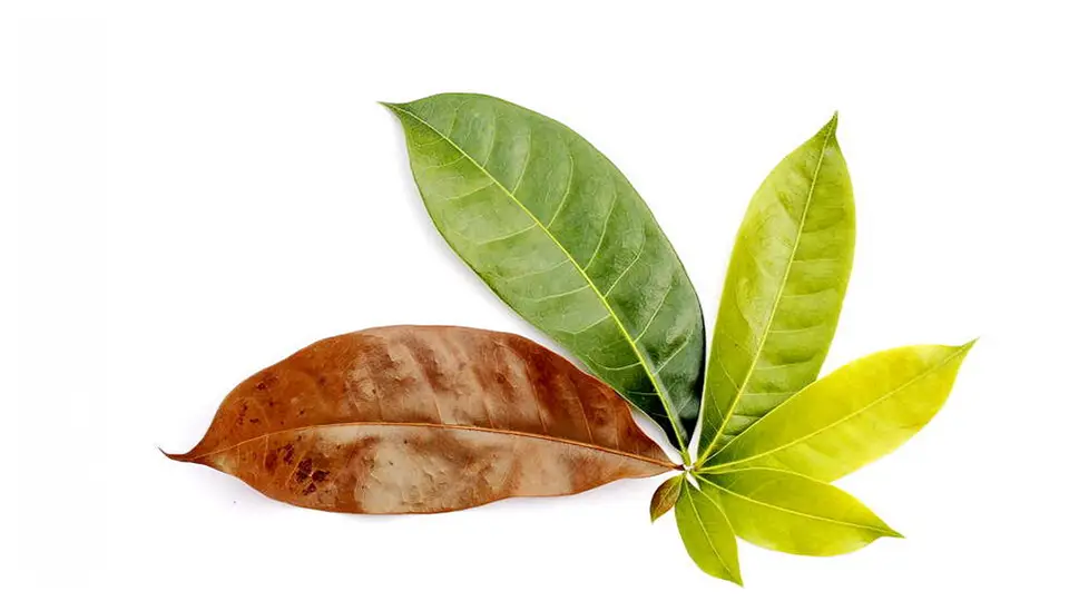 Ciekawostki o liściach. 