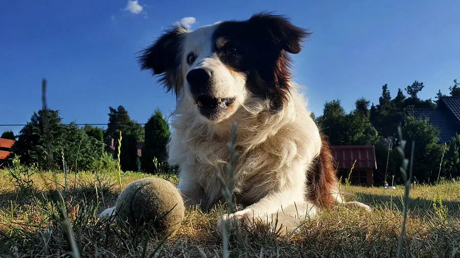 Pies na łące czeka na zabawę z piłką