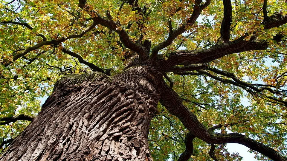 Pałuki, drzewo, pomnik przyrody, las, park.