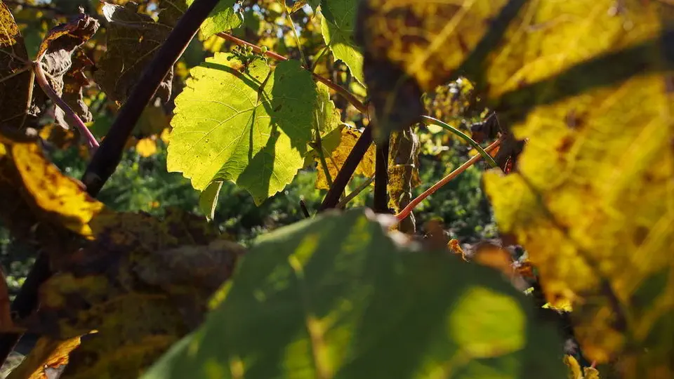 Winnica Irena, Pałuki.