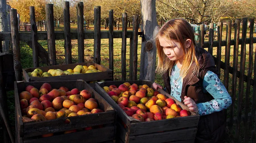 Świecie nad Wisłą, sad i ogród z jabłkami.