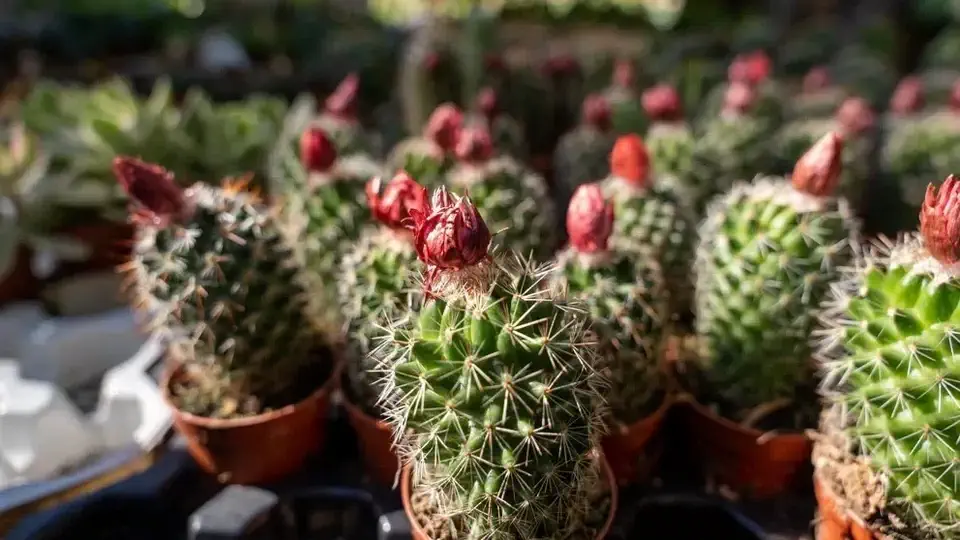 Gaj Palmowy w Elche na Costa Blanca w Hiszpanii.