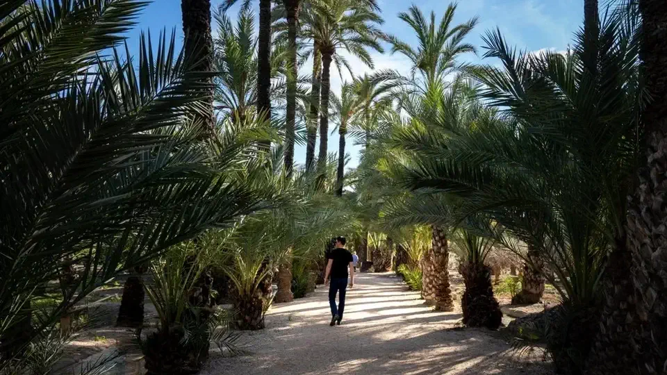 Gaj Palmowy w Elche na Costa Blanca w Hiszpanii. Michał Baranowski.