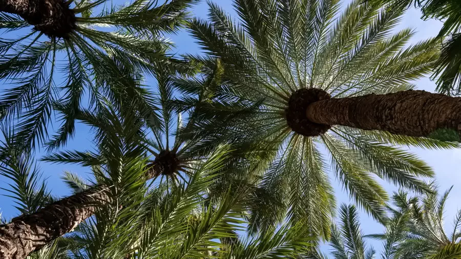 Palmy w gaju palmowym