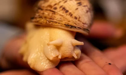 Ślimaki informacje, ciekawostki jak się nimi opiekować i jak pozbyć