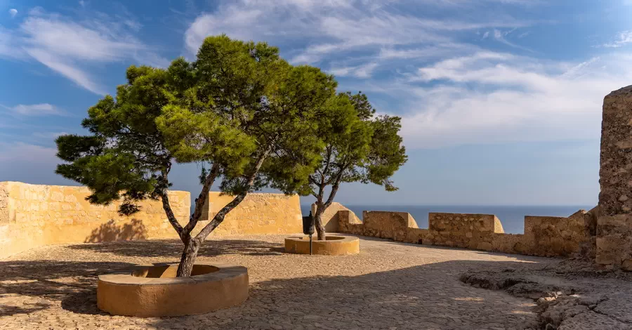 Zamek świętej Barbary. Drzewo na dziedzińcu zamku świętej Barbary w Alicante