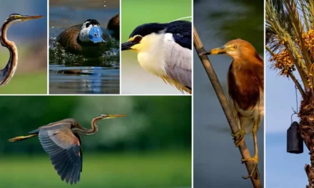 Park Natural El Fondo na Costa Blanca w Hiszpanii