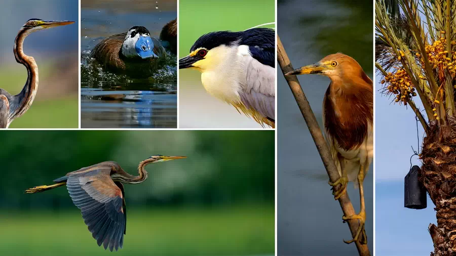 Ptaki z parku El Fondo Hiszpania