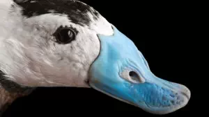 Sterniczka zwyczajna