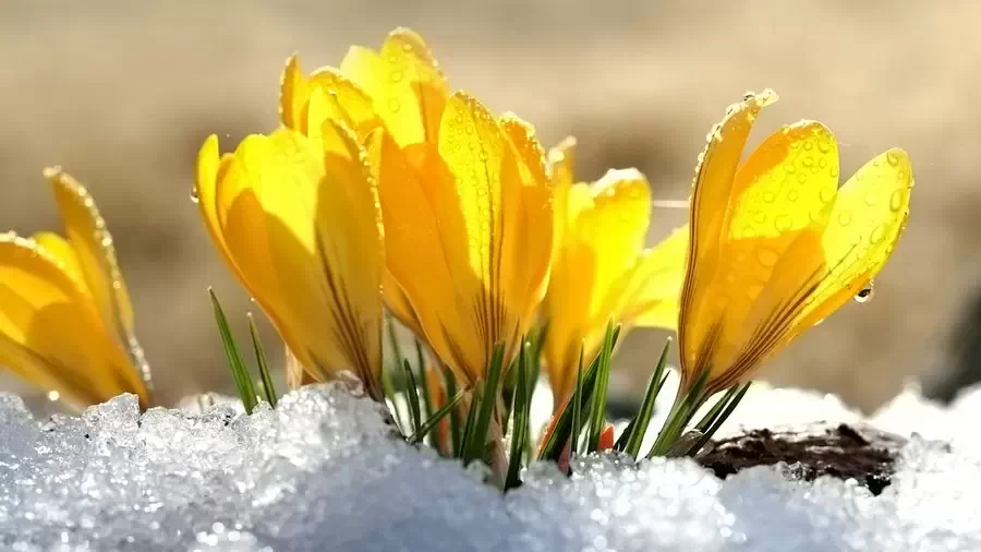 Wiosna i żółte kwiaty w śniegu na wiosnę