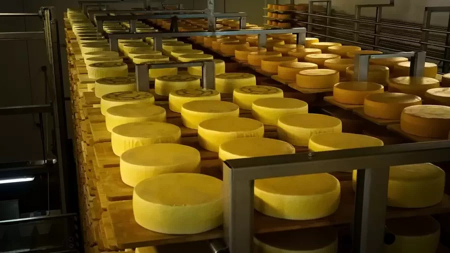 Szwajcarski ser Appenzeller. Sery na półkach w magazynie