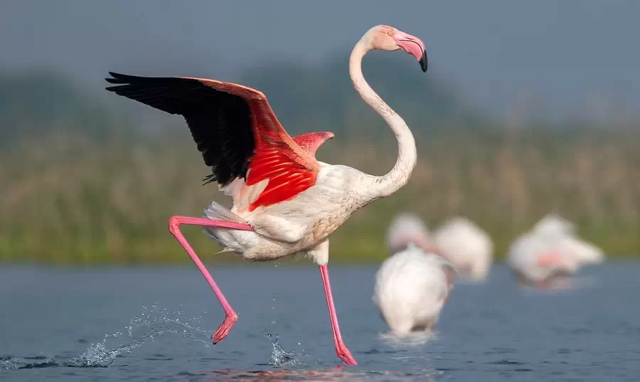 Różowy flaming z Torrevieja i La Mata