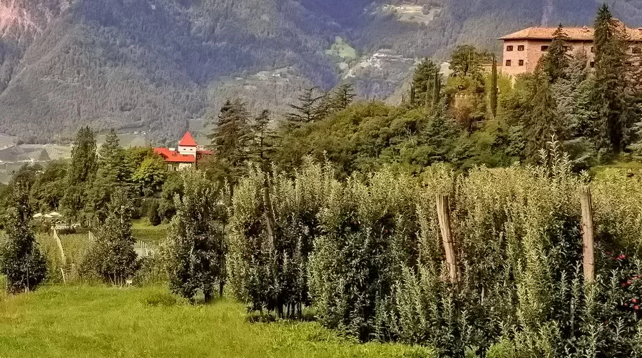 Jabłonie przy zamku Fragsburg