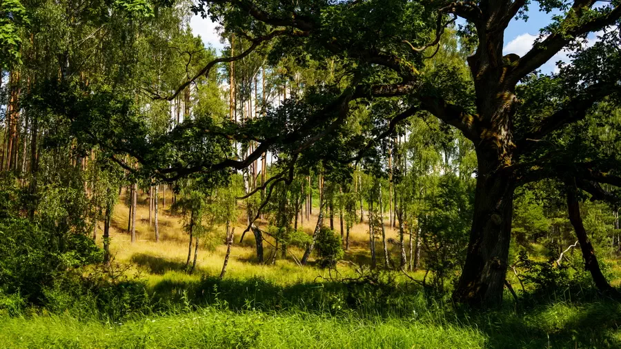 Atrakcje w Chojnicach. Lasek miejski w Chojnicach